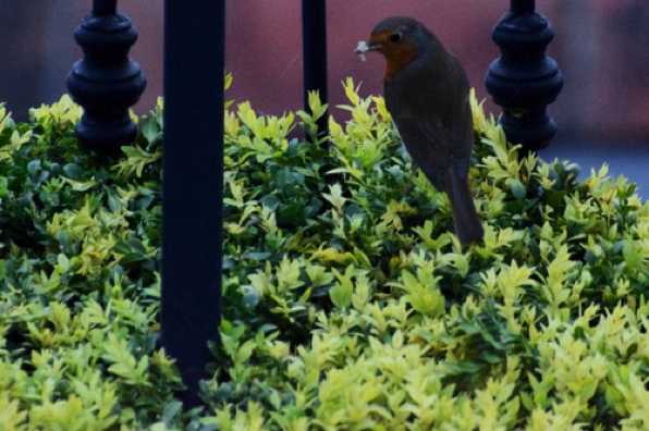 22 April 2022 - 20-07-41
Whilst waiting for Ocean Nova to depart on Friday, I noticed one of our friendly robins was feeding. Surely eight at night is past their bedtime ? 
-----------------------
Robin evening feeding in box hedge